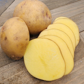 Organic Yukon Gold potato seed, mid-season variety, shown in round form with smooth, golden skin, suitable for planting.