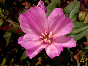 Wildflowers - Annual Cut Flower Scatter Garden Seed Mix - SeedsNow.com