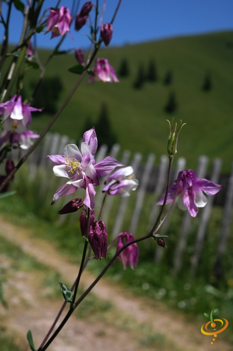 Wildflowers - Deer Resistant Scatter Garden Seed Mix - SeedsNow.com