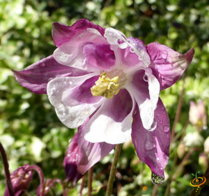 Wildflowers - All Perennial Scatter Garden Seed Mix - SeedsNow.com