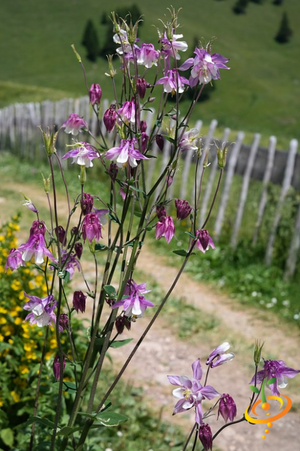 Wildflowers - Hummingbird & Butterfly Scatter Garden Seed Mix - SeedsNow.com