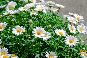 Wildflowers - Dryland Scatter Garden Seed Mix - SeedsNow.com