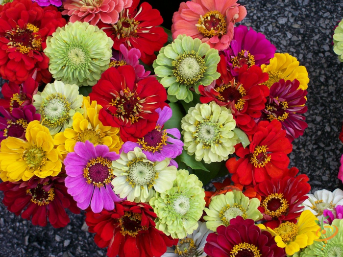 Wildflowers - Annual Cut Flower Scatter Garden Seed Mix - SeedsNow.com