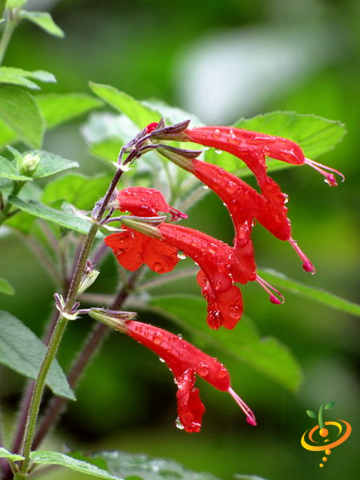 Wildflowers - Hummingbird & Butterfly Scatter Garden Seed Mix - SeedsNow.com