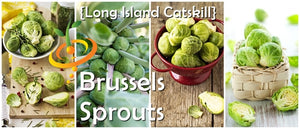 Brussels Sprouts - Long Island Catskill.