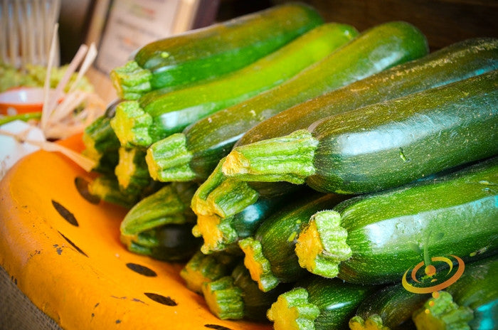 Squash (Summer) - Black Beauty Zucchini.