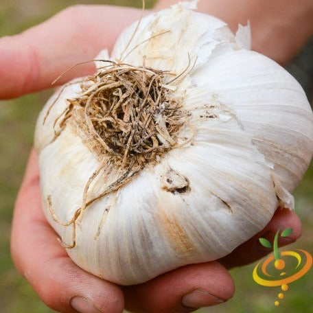 Garlic (Soft Neck) - Elephant *PRE-ORDER* - SeedsNow.com