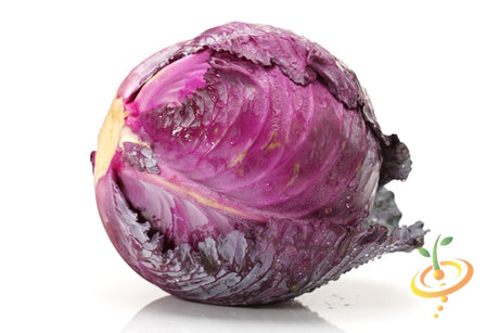 Mammoth Red Rock cabbage seedling from SeedsNow, vibrant red leafy vegetable ready for planting in a garden.