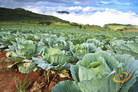 Fresh green cabbage from SeedsNow All Season seeds, shown growing in a garden bed with lush leaves and healthy stems.