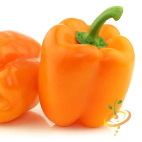 Bright orange sweet pepper from SeedsNow, shown fresh with smooth, shiny skin and green stems on a white background.