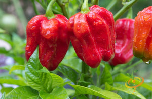 Pepper - Habanero Red Caribbean.