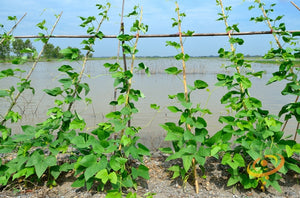 Bean (Pole) - Kentucky Wonder, Brown.