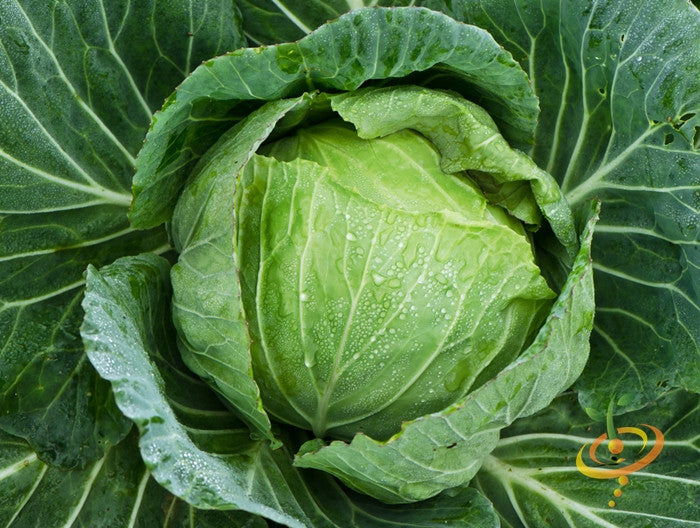 Cabbage - Drumhead.