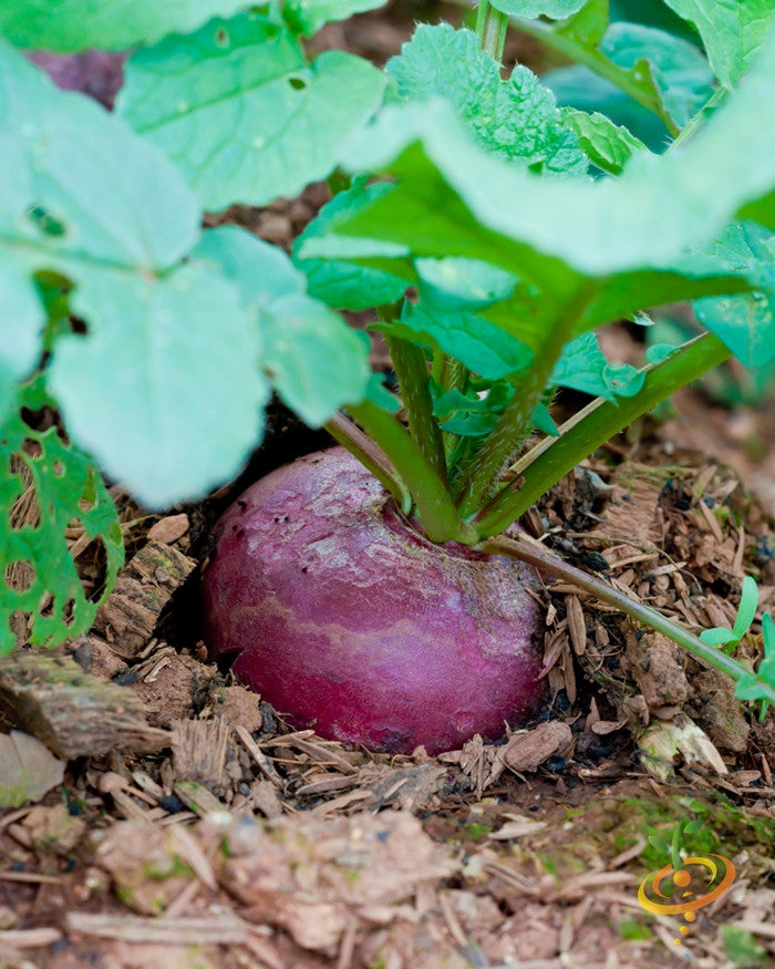 Beet - Boltardy.