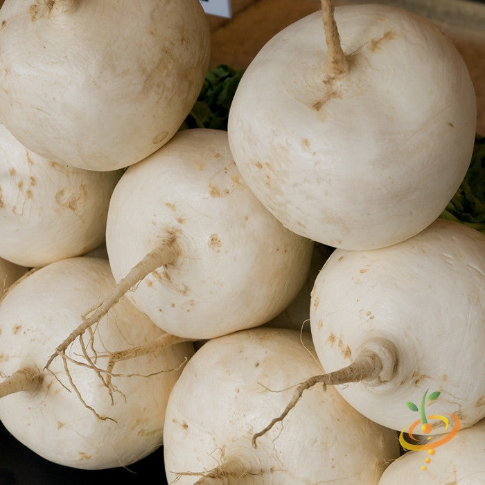 Radish - Hailstone (White).