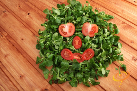 Red cherry tomato plant from SeedsNow with lush green foliage and ripe, large indeterminate cherry tomatoes on the vine.
