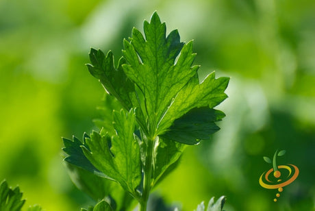 Tendercrisp celery seeds from SeedsNow, ready for planting, shown in a close-up image of small, brown seed grains.