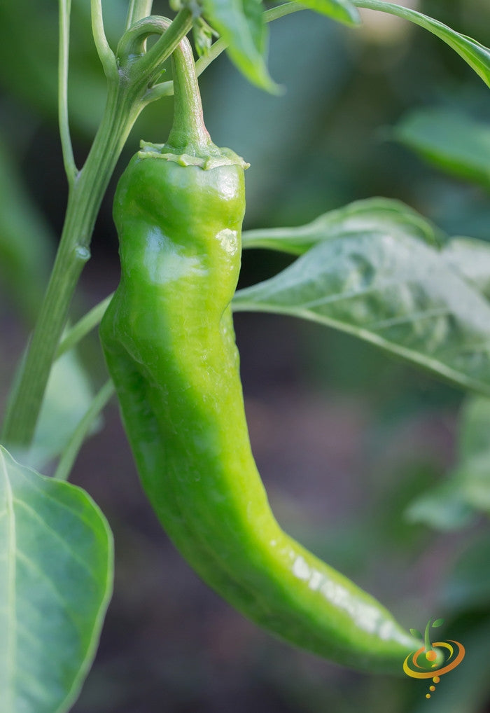 Pepper - Anaheim Chili.