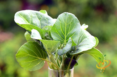 Fresh green kale leaves from SeedsNow, showcasing vibrant, healthy kale plant for gardening or culinary use.