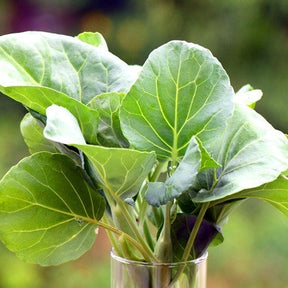 Fresh green kale leaves from SeedsNow, showcasing vibrant, curly kale for healthy cooking and salads.