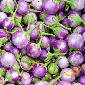Close-up of round mauve eggplant (aubergine) seeds from SeedsNow, showing small, oval-shaped seeds with purple hue.
