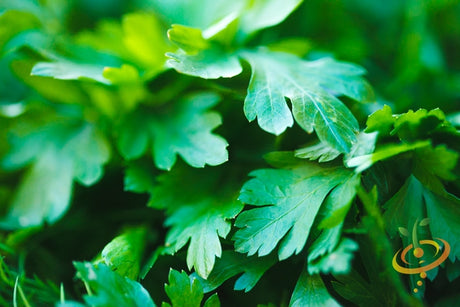 Dark green Italian Giant parsley seeds from SeedsNow, shown in small packets ready for planting.