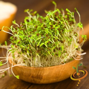 Alfalfa sprouts from SeedsNow, fresh microgreens with vibrant green stems and tiny leaves on a white background