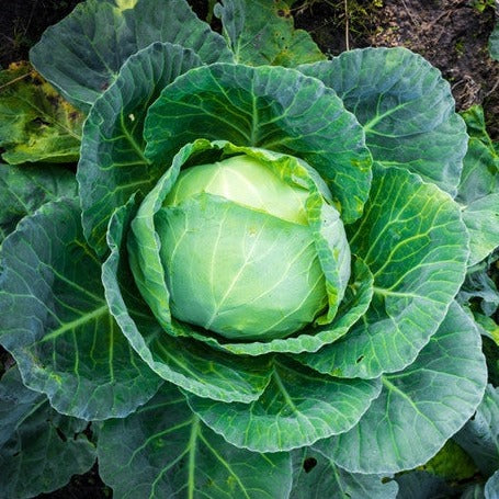 Cabbage - All Season - SeedsNow.com