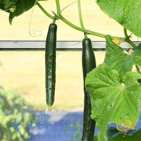 Chinese Snake cucumber seeds from SeedsNow, close-up of vibrant green cucumber seeds on a white background.