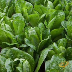Dark green Romaine lettuce seeds from SeedsNow, ready for planting, shown in small seed form on a white background.