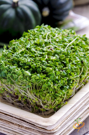 Sprouts/Microgreens - Broccoli.