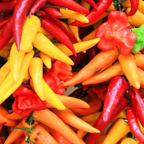 Bright orange Santa Fe Grande hot pepper seeds from SeedsNow, showcasing vibrant seed packets for spicy pepper cultivation.