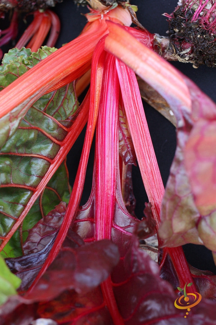 Swiss Chard - Hot Pink.