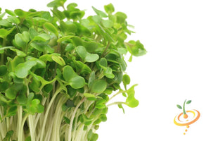 Sprouts/Microgreens - Broccoli.