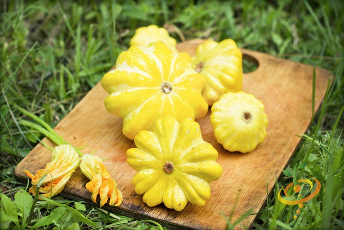 Squash (Summer) - Scallop, Golden Bush.