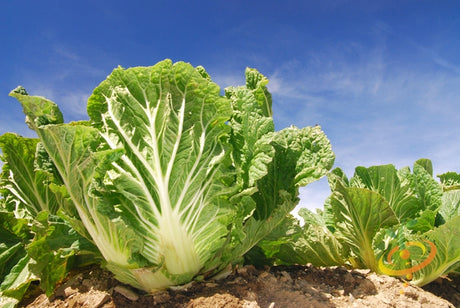 Fresh Michihili cabbage seedling from SeedsNow, showcasing vibrant green leaves and healthy growth.