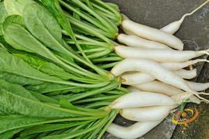 Radish - Japanese Minowase/Daikon "Big Root".