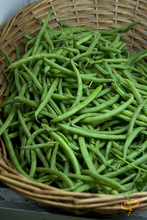 Bean (Bush) - Tendergreen.