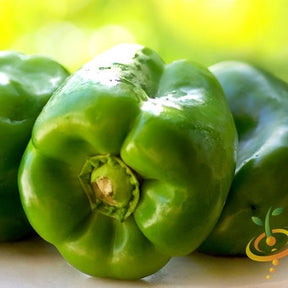 Yolo Wonder sweet pepper seeds from SeedsNow, close-up of vibrant green pepper seeds and fresh peppers on a plant.