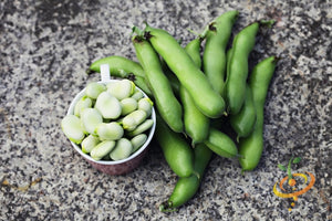 Bean (Fava/Pole) - Broad Windsor.