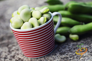 Bean (Fava/Pole) - Broad Windsor.