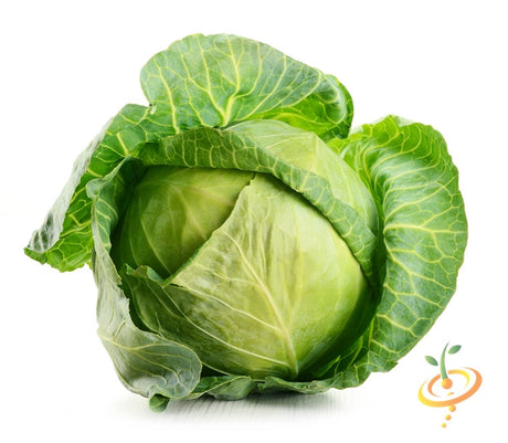 Fresh drumhead cabbage from SeedsNow, showing large, leafy green cabbage heads with tight, rounded leaves.