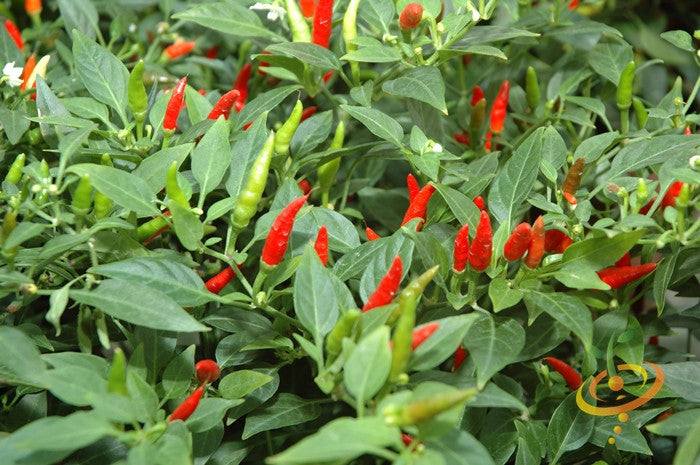 Pepper - Tabasco.