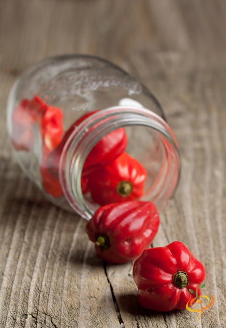 Red Habanero hot pepper seeds from SeedsNow, showing vibrant red peppers and fresh seed packets for spicy garden growth.