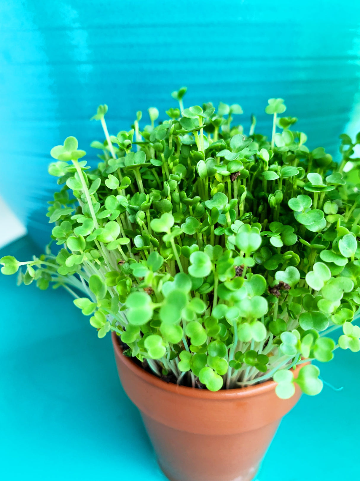 Sprouts/Microgreens - Arugula - SeedsNow.com