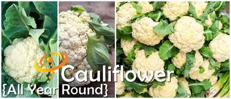 Cauliflower All Year Round seeds from SeedsNow, displayed on a banner with fresh cauliflower heads and gardening tools.