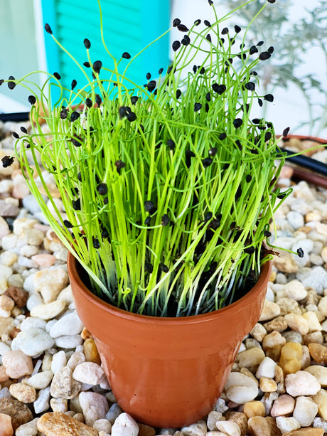 Fresh chives microgreens growing from garlic seeds, vibrant and healthy, ready for culinary use, by SeedsNow.