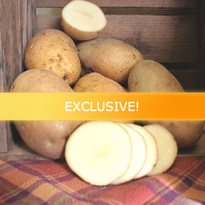Late-season Defender potato seed from SeedsNow-Potatoes, showing fresh seed potatoes ready for planting.