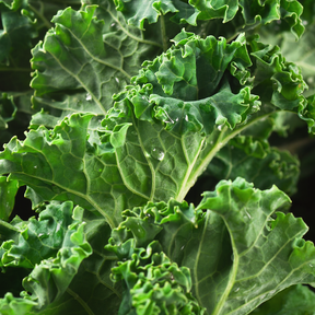 Siberian Dwarf Kale seeds from SeedsNow, showing vibrant green dwarf kale leaves and seed packet for planting.
