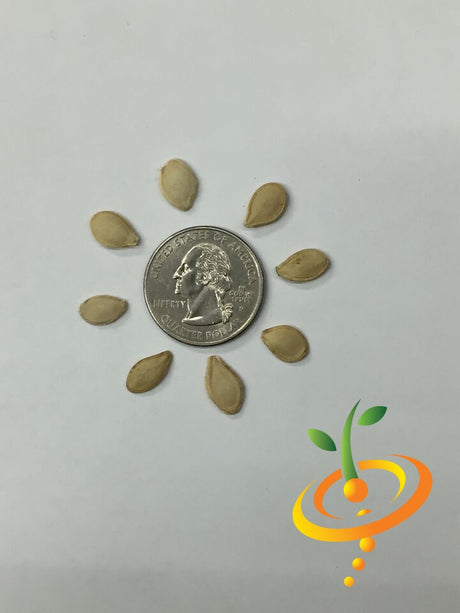 Small mixed gourd seeds from SeedsNow, showing a variety of tiny gourd seeds on a neutral background.